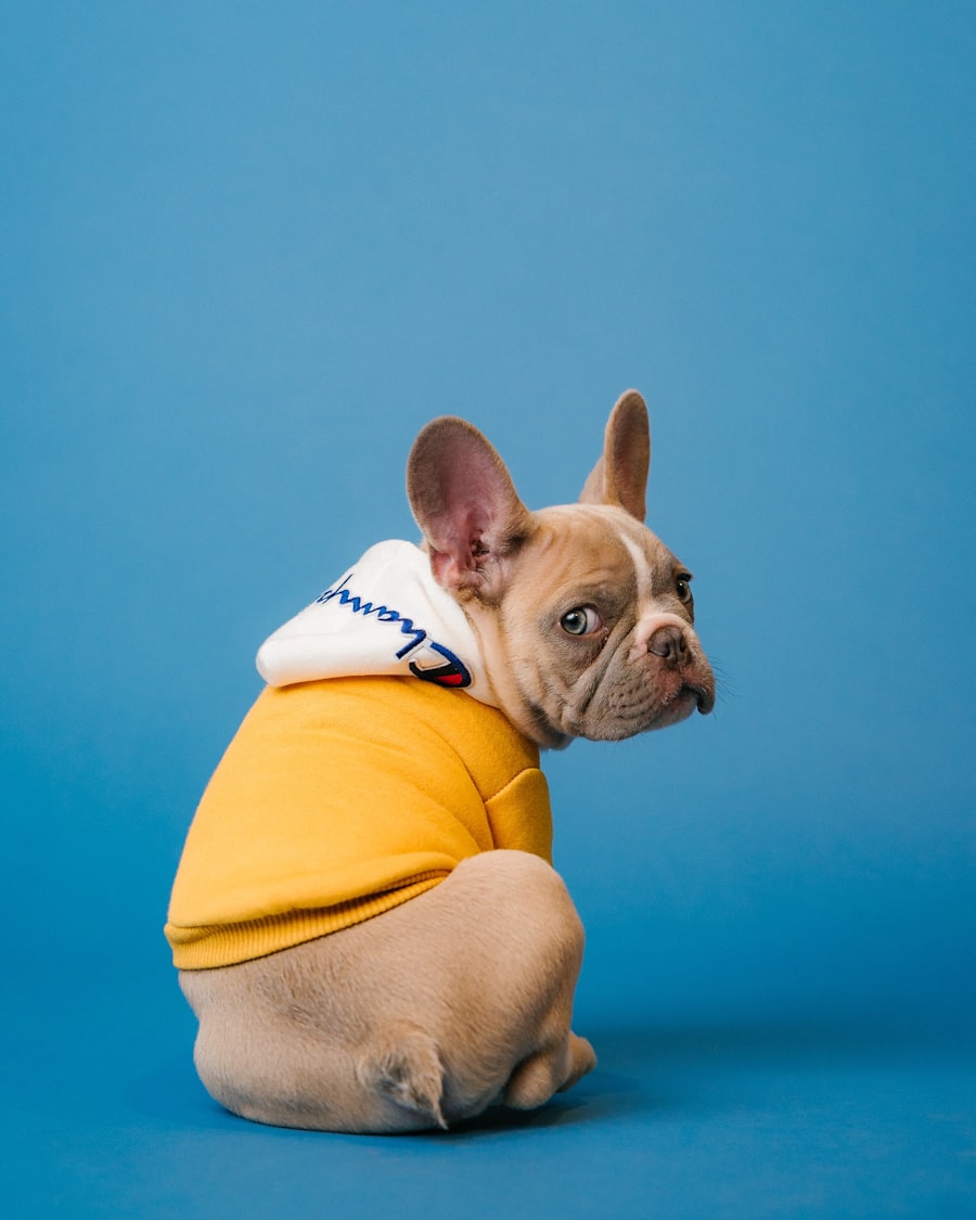 Jeune chiot lors d'une séance de socialisation CANI'Logue