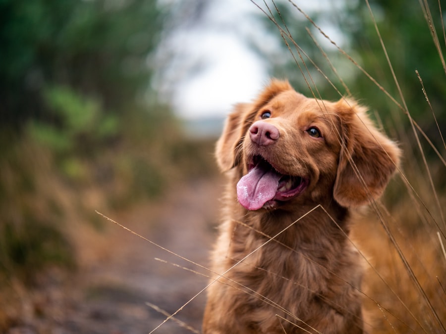 Travail du rappel avec un jeune chien sur un chemin