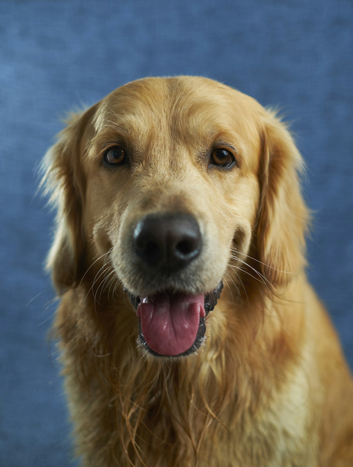 Chien attentif et serein, prêt pour une séance d'éducation CANI'Logue